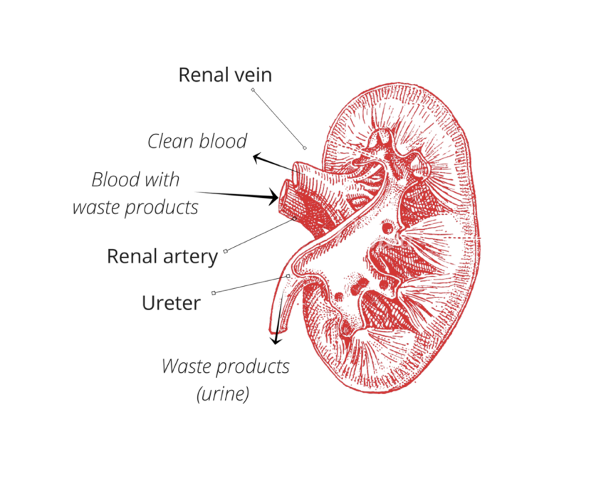 kidney