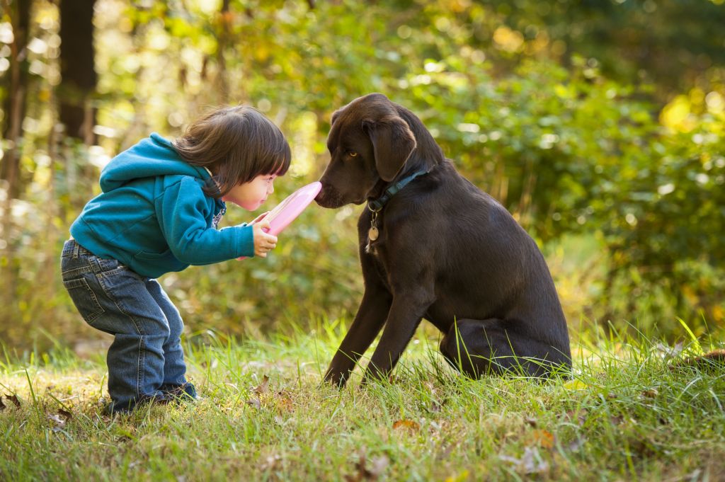 people wplaying with dogs